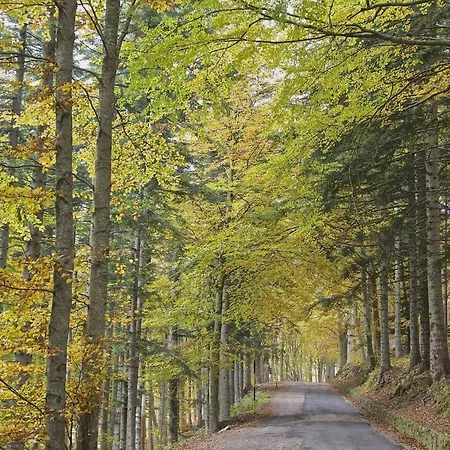 Gli Aristogatti Campo Tizzoro