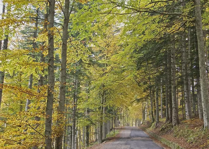 Gli Aristogatti Campo Tizzoro